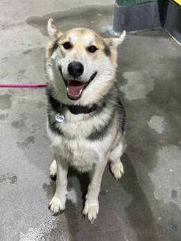 German Shepherd Dog and Husky Dogs Available for Adoption - PHANTOM | PetCurious