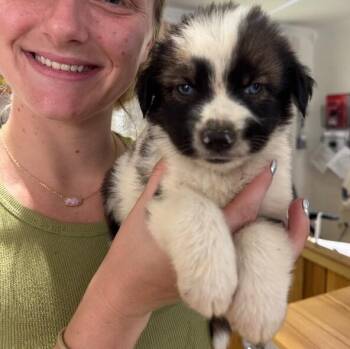 Marlin Sushi -  Husky and German Shepherd Dog Dog for Adoption in Friendswood, Texas - Marlin Sushi | PetCurious
