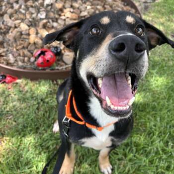 Rosco -  Rottweiler Dog for Adoption in Pearland, Texas - Rosco | PetCurious