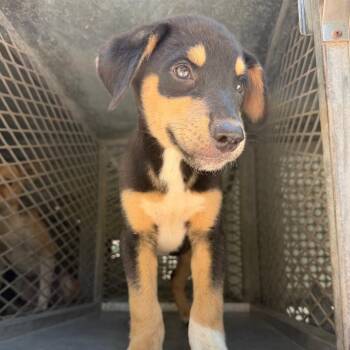 Toro -  Shepherd and Mixed Breed Dog for Adoption in Edinburg, Texas - Toro | PetCurious