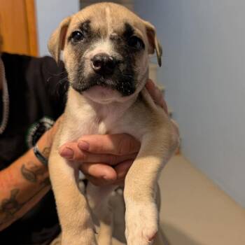 Buzz Lightyear -  Mixed Breed Dog for Adoption in Wichita, Kansas - Buzz Lightyear | PetCurious