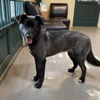 Hot Honey -  Shepherd and Mixed Breed Dog for Adoption in Pasadena, California - Hot Honey | PetCurious