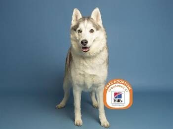 Husky Dogs Available for Adoption - MAYA | PetCurious