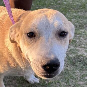 Nugget - Local November 6-8 -  Labrador Retriever Dog for Adoption in Brookshire, Texas - Nugget - Local November 6-8 | PetCurious