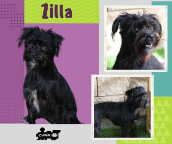 Rescue Brussels Griffon and Terrier Dogs for Adoption in Lindsay, California - Zilla | PetCurious