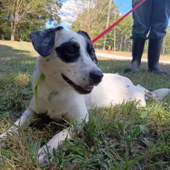 TINY HOPE  LOWER FEE -  Australian Cattle Dog Blue Heeler Dog for Adoption in Locust Fork, Alabama - TINY HOPE  LOWER FEE | PetCurious