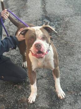 Rescue Mixed Breed Dogs for Adoption in Hobart, Indiana - Atlas | PetCurious