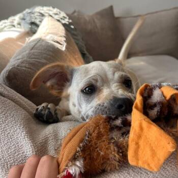 Shar Pei and Pug Dogs Available for Adoption in San Diego, California - Sasha | PetCurious