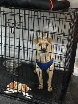 Terrier Dogs Available for Adoption in Palm Valley, Texas - Lil Dude | PetCurious