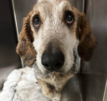 Rescue Basset Hound Dogs for Adoption in Milton, Georgia - Maxus Haven | PetCurious