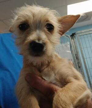 Spice -  Chihuahua Dog for Adoption in Morristown, Tennessee - Spice | PetCurious