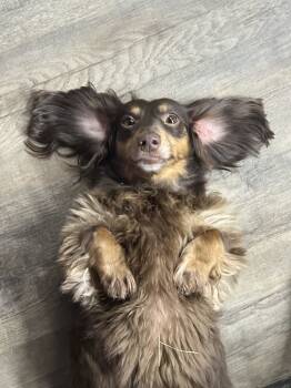 Rescue Dachshund Dogs for Adoption in Cookeville, Tennessee - Penny | PetCurious