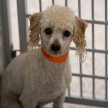 Jake (JN26-55) -  Miniature Poodle Dog for Adoption in Peyton, Colorado - Jake (JN26-55) | PetCurious