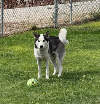 61518300 -  Husky Dog for Adoption in Elko, Nevada - 61518300 | PetCurious