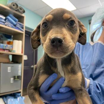 Pit Bull Terrier and Mixed Breed Dogs Available for Adoption in Charlottesville, Virginia - BLT | PetCurious