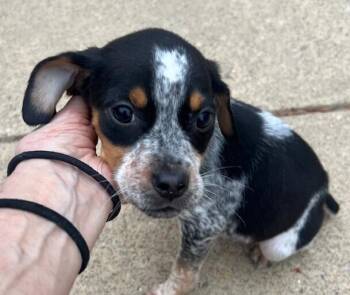 Beagle and Hound Dogs Available for Adoption - Babe Peppermint | PetCurious