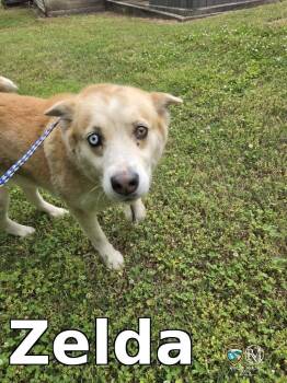 Husky Dogs Available for Adoption in Rocky Mount, North Carolina - Zelda | PetCurious