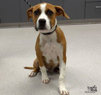 Teller -  Boxer and Labrador Retriever Dog for Adoption in Washington, District Of Columbia - Teller | PetCurious