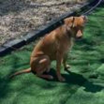 Labrador Retriever Dogs Available for Adoption in Bedford Park, Illinois - Marigold | PetCurious