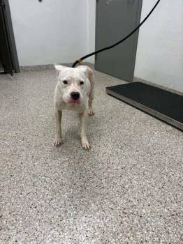 Snow -  Pit Bull Terrier and Mixed Breed Dog for Adoption in Gastonia, North Carolina - Snow | PetCurious