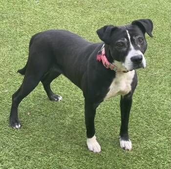 Rescue Mixed Breed Dogs for Adoption in Sandy Springs, Georgia - Panda | PetCurious