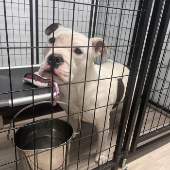 English Bulldog Dogs Available for Adoption - Jordyn | PetCurious