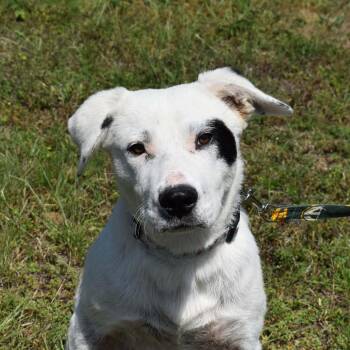 Mixed Breed Dogs Available for Adoption in Searcy, Arkansas - Fred | PetCurious