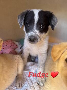 Fudge -  Brittany Spaniel and Dachshund Dog for Adoption in Williamsburg, New Mexico - Fudge | PetCurious
