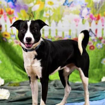 Mixed Breed Dogs Available for Adoption - Taz | PetCurious