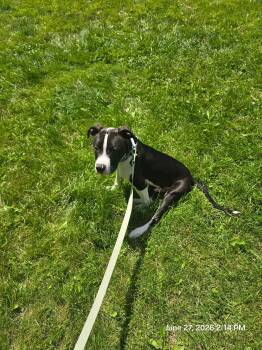 Cupid Church -  Pit Bull Terrier Dog for Adoption in St. Clair Shores, Michigan - Cupid Church | PetCurious