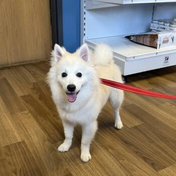 Jersey -  American Eskimo Dog and Klee Kai Dog for Adoption in Riverdale, Iowa - Jersey | PetCurious