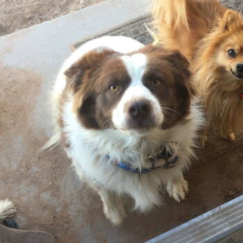 Rescue Australian Shepherd and Border Collie Dogs for Adoption in Chandler, Arizona - COOPER #15 | PetCurious