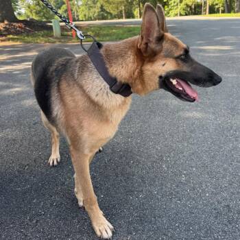 Cleo -  Mixed Breed Dog for Adoption in Winston-salem, North Carolina - Cleo | PetCurious