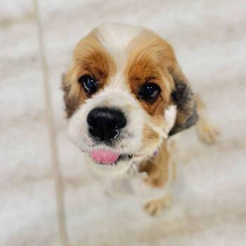 Doc -  Cocker Spaniel Dog for Adoption in Los Angeles, California - Doc | PetCurious