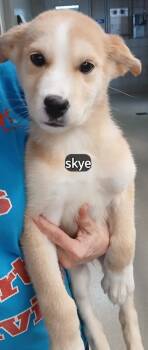 Siberian Husky Dogs Available for Adoption in Benbrook, Texas - Skye #2936 | PetCurious