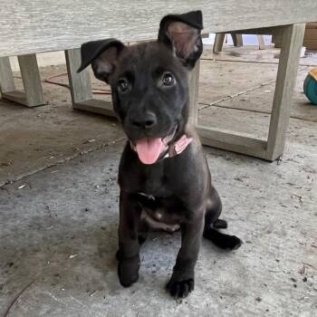 993 (2026) Minnie (fka Marie) -  Belgian Shepherd Malinois and Mixed Breed Dog for Adoption in Parker, Colorado - 993 (2026) Minnie (fka Marie) | PetCurious