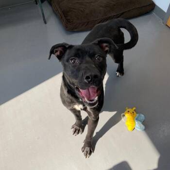 Oliver -  Pit Bull Terrier and Mixed Breed Dog for Adoption in Roanoke, Virginia - Oliver | PetCurious