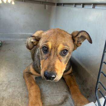 Shepherd and Mixed Breed Dogs Available for Adoption in Montgomery, Alabama - Skeeter | PetCurious