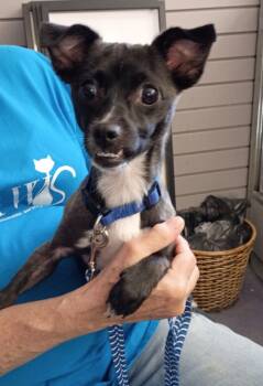 Rescue Chihuahua and Terrier Dogs for Adoption in Rockford, Illinois - Rylo | PetCurious