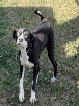 Border Collie and Mixed Breed Dogs Available for Adoption - LOLLIPOP | PetCurious