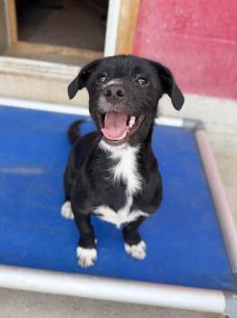 Clay -  Terrier and Mixed Breed Dog for Adoption in Severance, Colorado - Clay | PetCurious