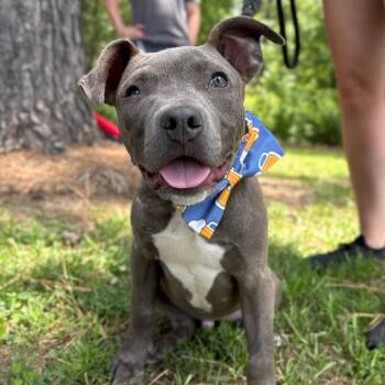 Harvey -  American Staffordshire Terrier Dog for Adoption in Aberdeen, North Carolina - Harvey | PetCurious