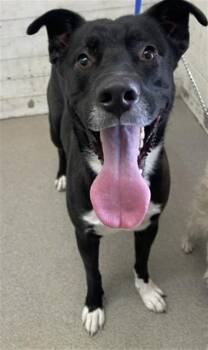 BOY -  Pit Bull Terrier Dog for Adoption in San Bernardino, California - BOY | PetCurious