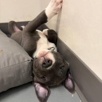 Labrador Retriever and Mixed Breed Dogs Available for Adoption in Austin, Texas - Lucchese | PetCurious