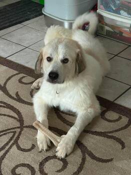 Bear -  Great Pyrenees Dog for Adoption in Wando, South Carolina - Bear | PetCurious