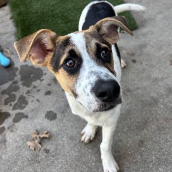 Rescue Mixed Breed Dogs for Adoption in Redwood Valley, California - Ruby | PetCurious