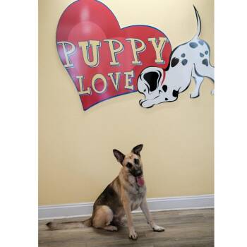 King -  German Shepherd Dog Dog for Adoption in New Orleans, Louisiana - King | PetCurious