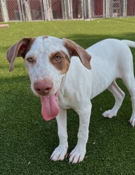 Volly -  Shepherd and Hound Dog for Adoption in Gallatin, Tennessee - Volly | PetCurious