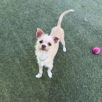 Rome -  Terrier Dog for Adoption in Long Beach, California - Rome | PetCurious