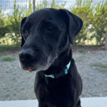 Atari (ID 53095/3120) -  Labrador Retriever Dog for Adoption in Manassas, Virginia - Atari (ID 53095/3120) | PetCurious
